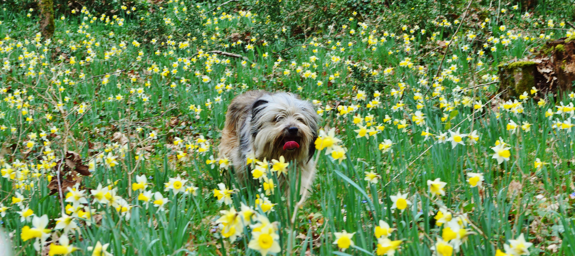 un air de printemps