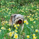 un air de printemps