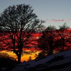 Un air de savane ....vosgienne!