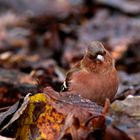 un air de tendresse