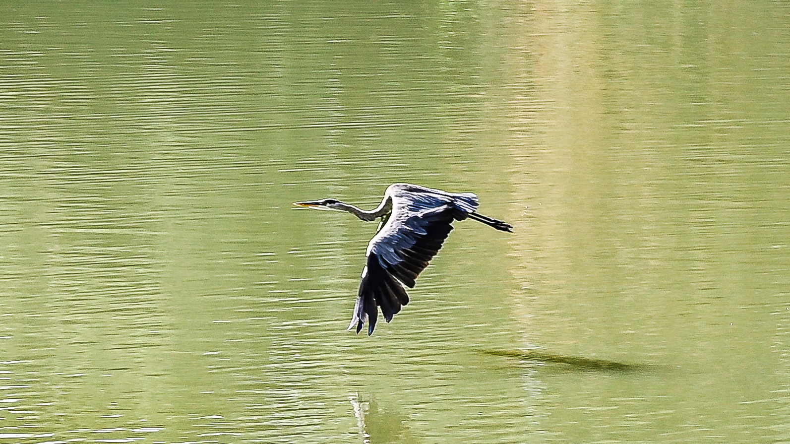 un Airone a villa Pamphili