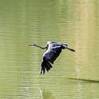 un Airone a villa Pamphili