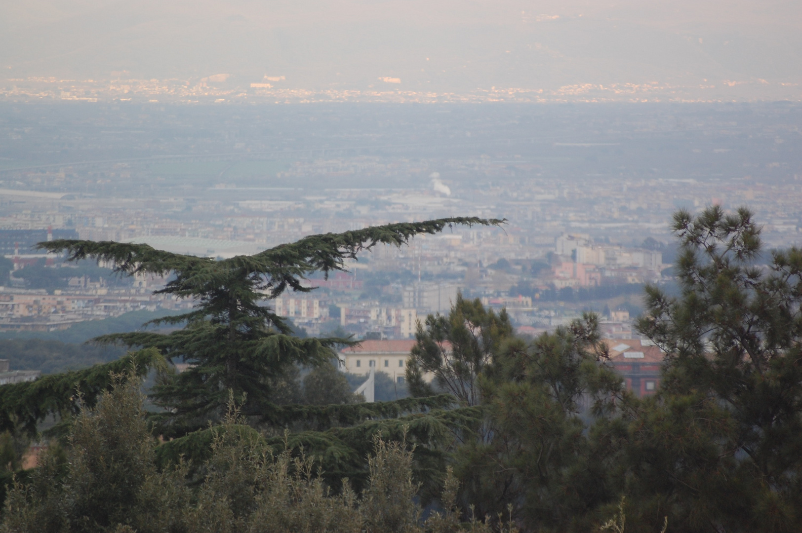 un albero che sempra un'aquila