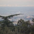 un albero che sempra un'aquila