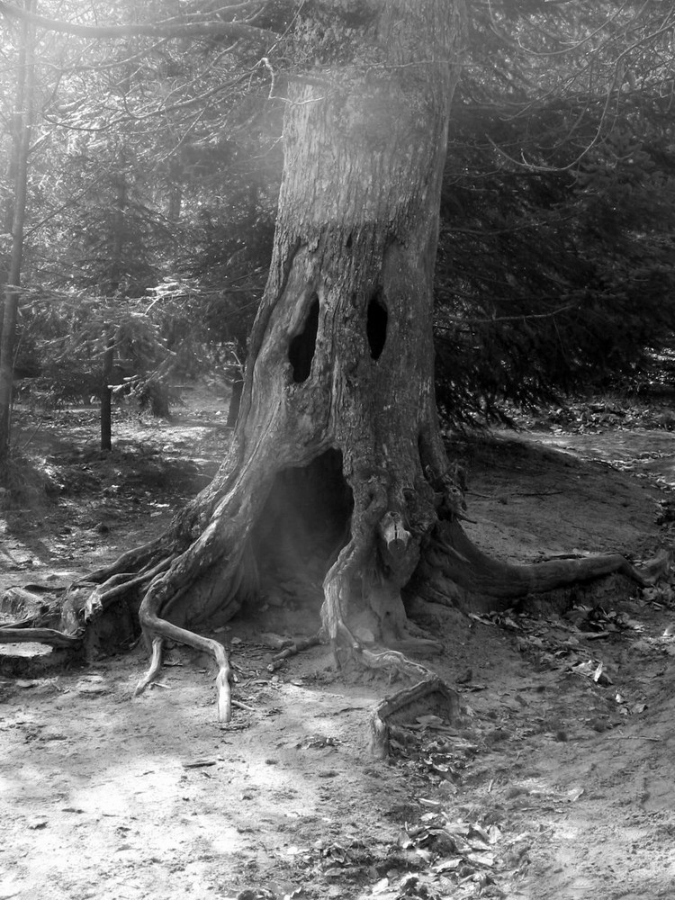 un albero da favola....incantato...