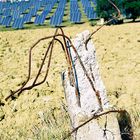 Un albero di cemento armato