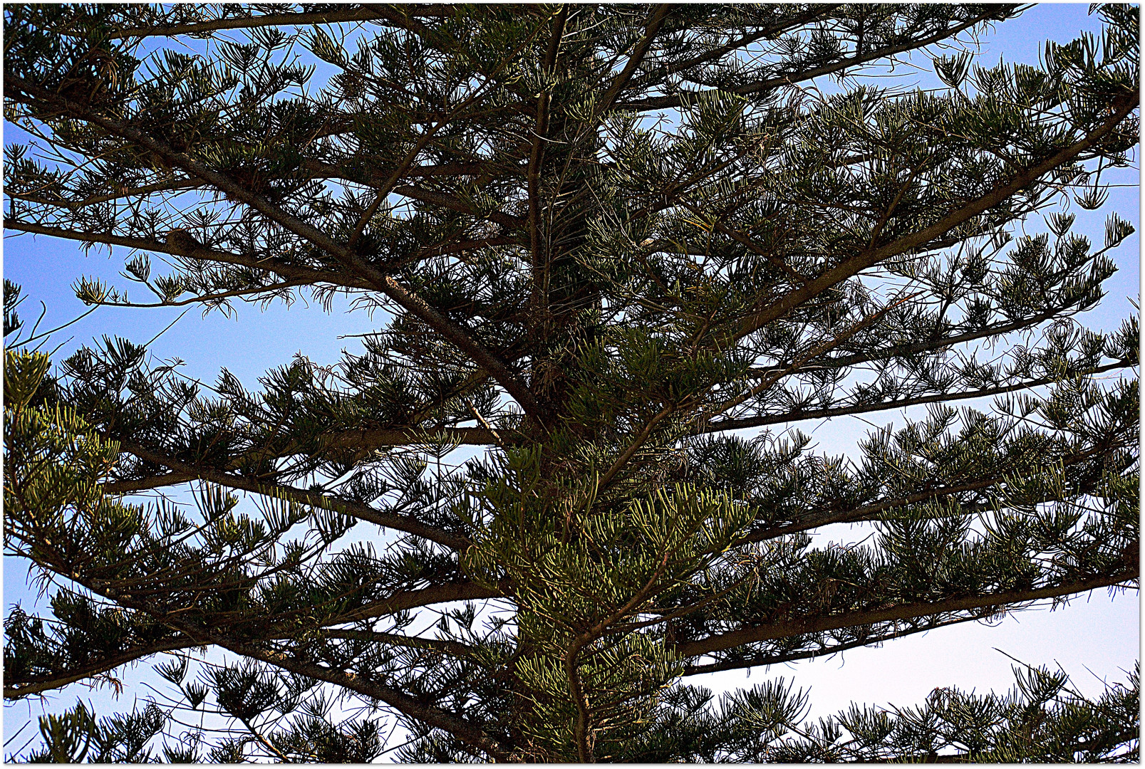 un albero