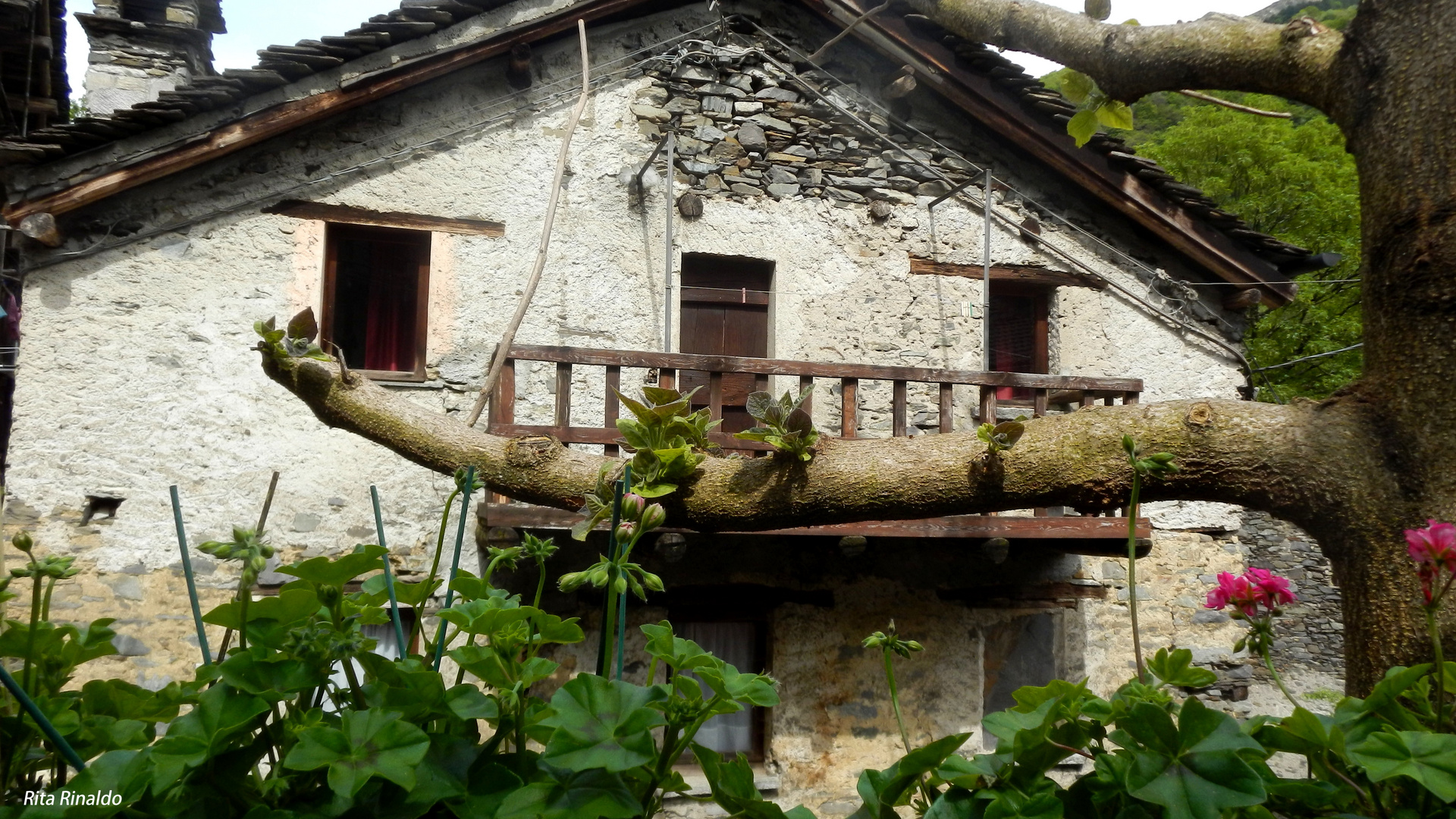 un albero invadente!!!!