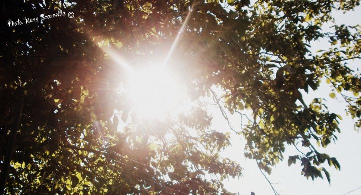 Un albero, la luce calda di un sole d'agosto!