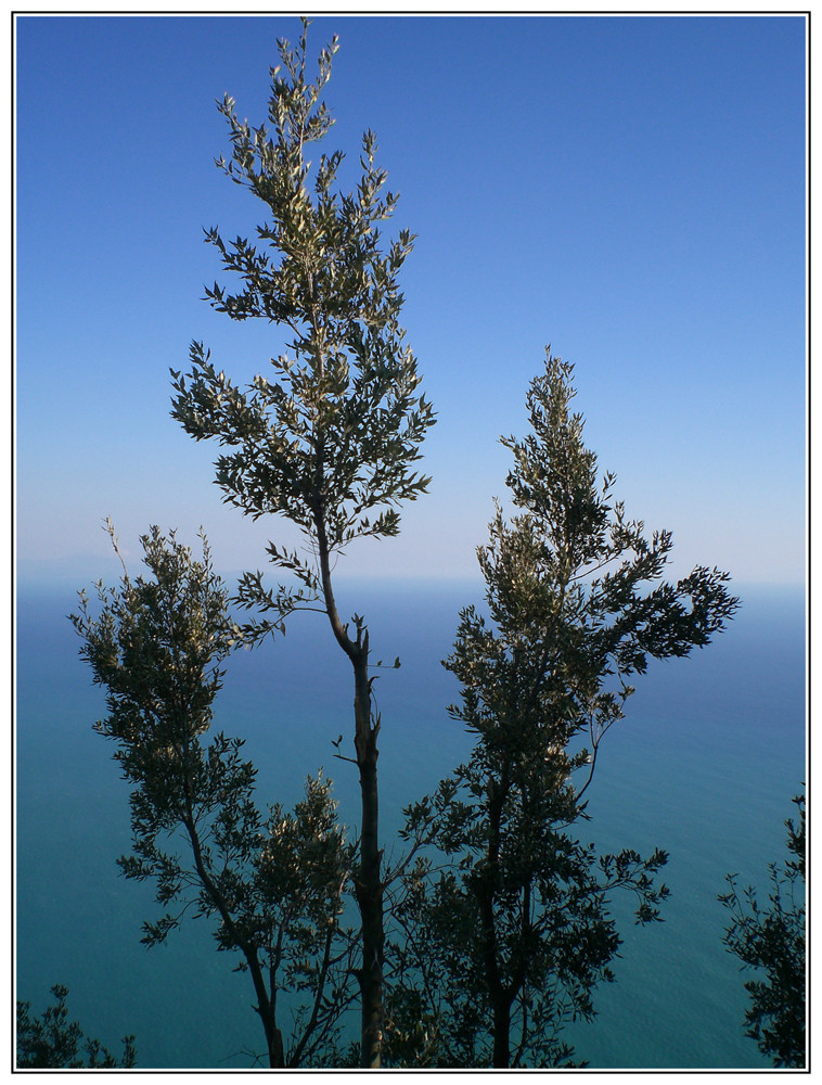 ...un albero sull'infinito...