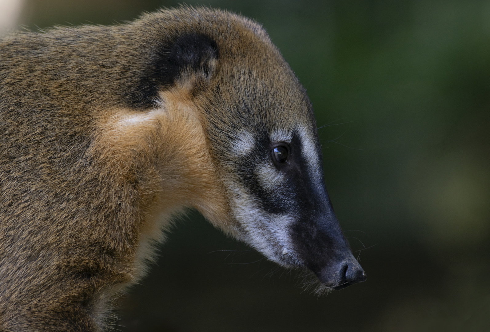 Un Américain du sud (Nasua nasua, coati roux ou à queue annelée)