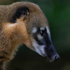 Un Américain du sud (Nasua nasua, coati roux ou à queue annelée)