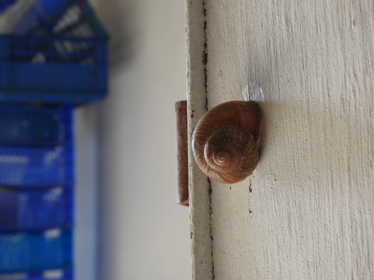 Un ami dans l'abri de jardin