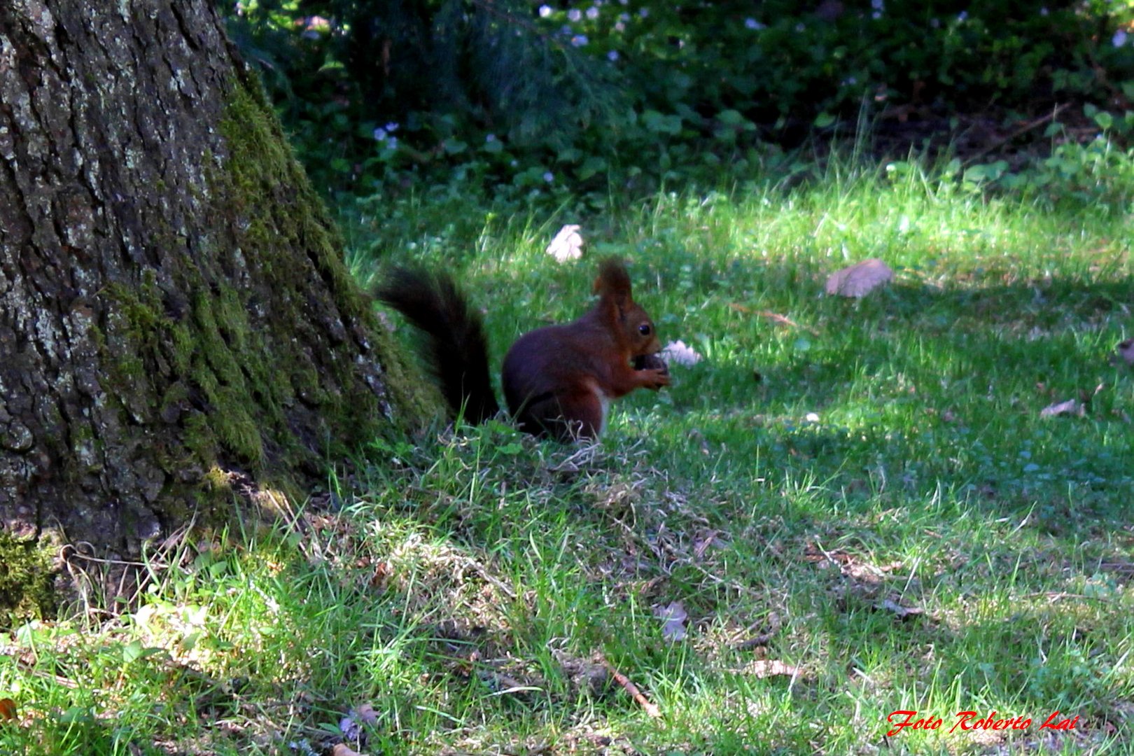 Un amichetto nel bosco