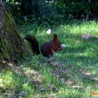 Un amichetto nel bosco