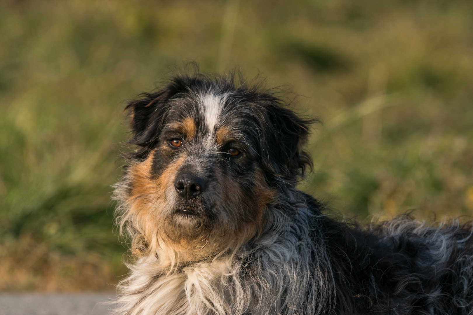 Un amico peloso