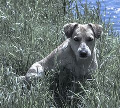 Un amigo temporal-1