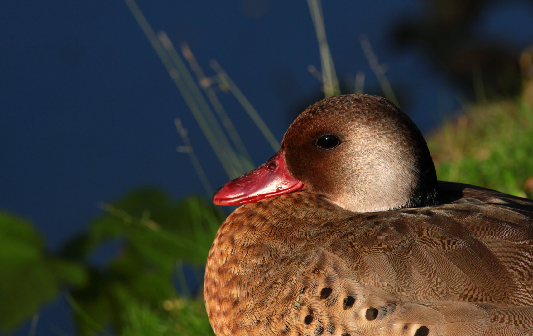 un Amour de Canard