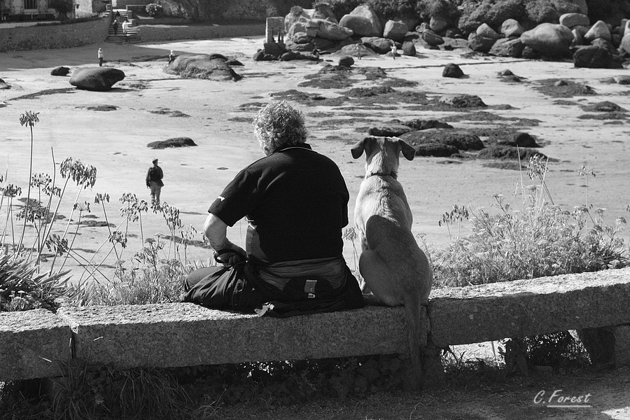 Un Amour de Chien