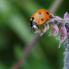 Un amour de coccinelle...