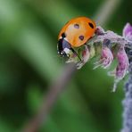 Un amour de coccinelle...