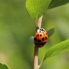 un amour de coccinelle