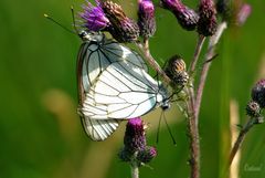 Un amour de papillons....