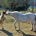 *un amour de petit cheval*