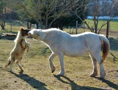 *un amour de petit cheval*