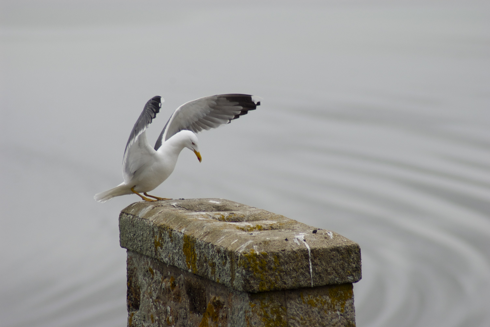 Un ange au Mont-Saint-Michel