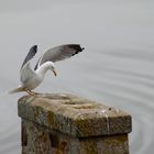 Un ange au Mont-Saint-Michel