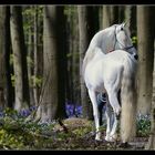 Un ange passe...au milieu des jacinthes