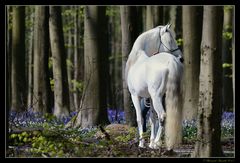 Un ange passe...au milieu des jacinthes