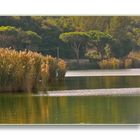 Un angolo del lago d'Averno