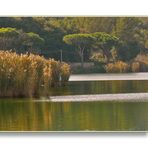 Un angolo del lago d'Averno