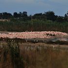 UN ANGOLO ROSA 3