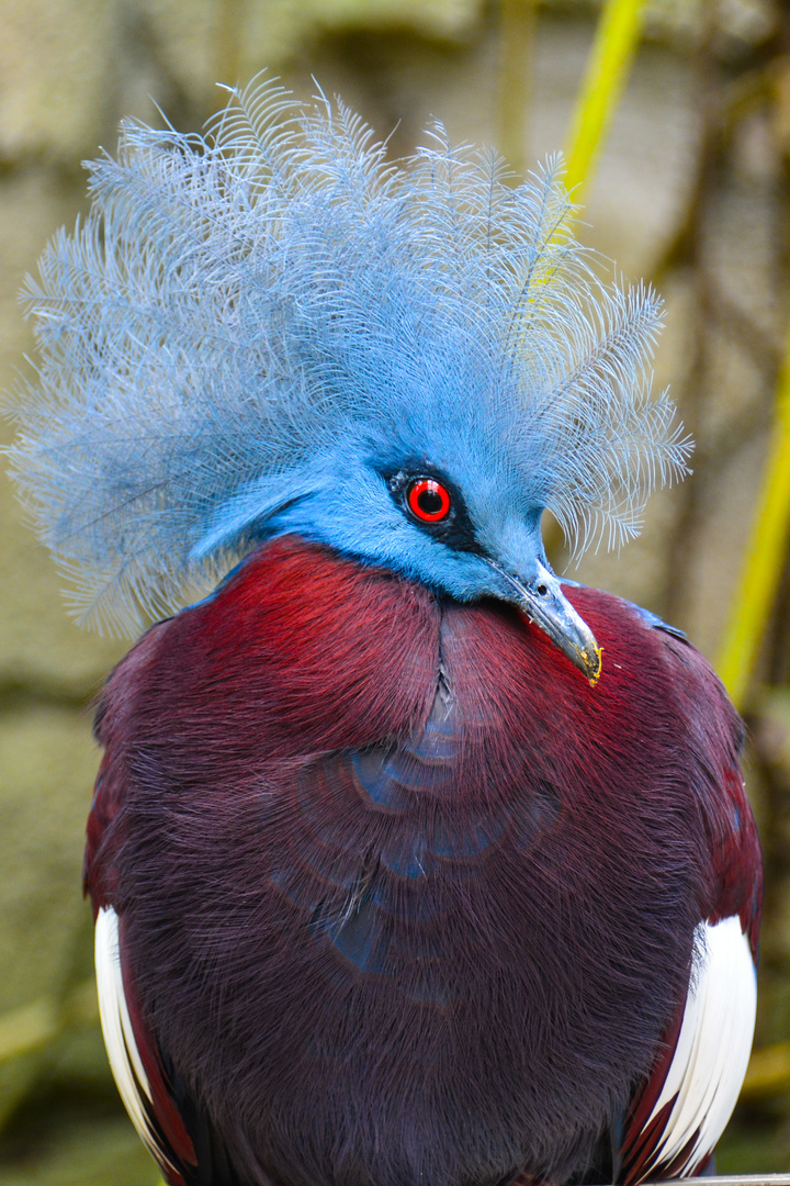 (Un-) Angry Bird