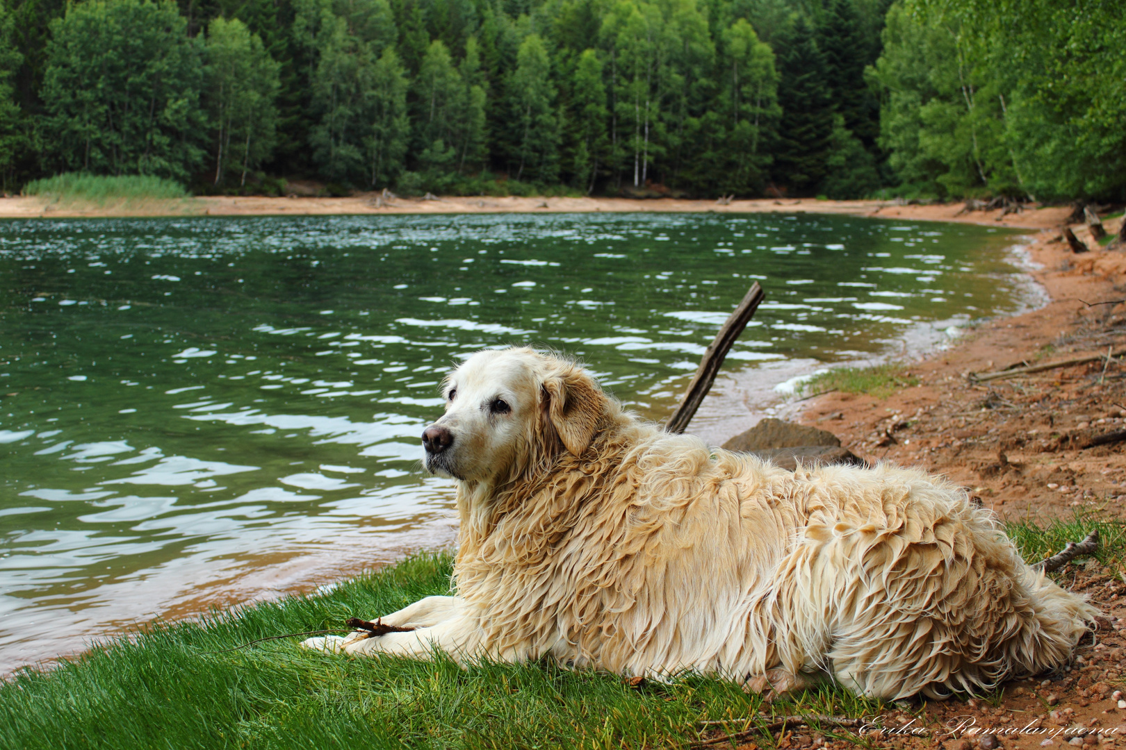 Un animal sauvage en pleine nature ?