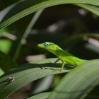 Un Anoli sur sa feuille