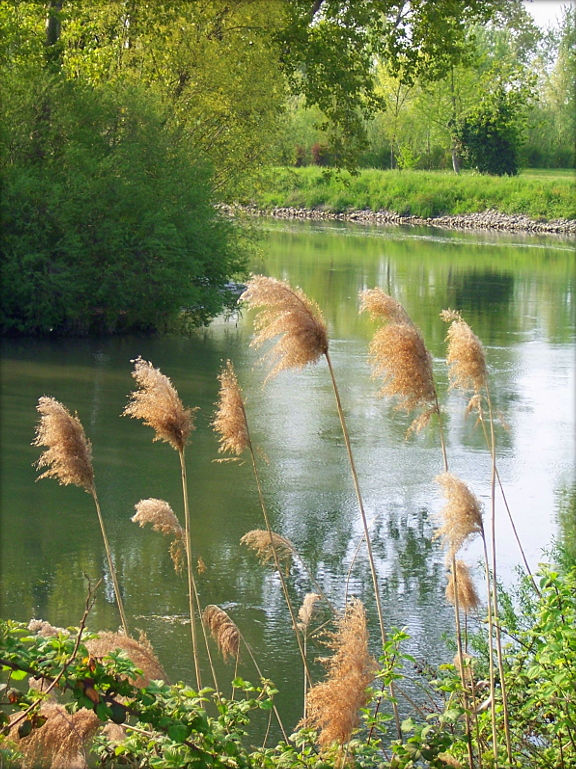 Un' ansa del fiume Sile