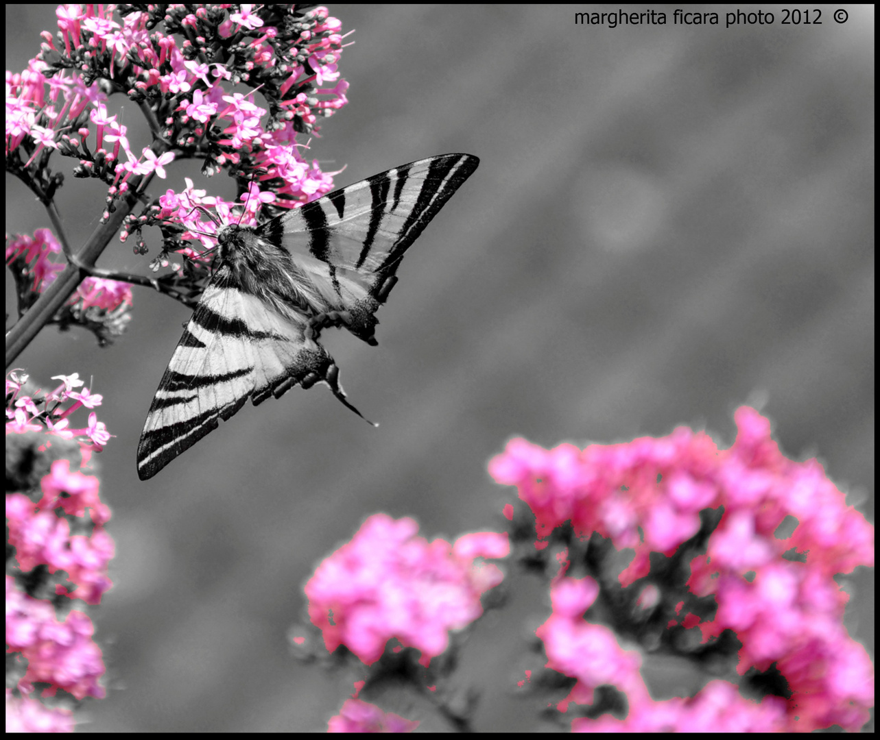 ..un anticipo di primavera...