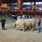 Un aperçu des plus beaux animaux du salon 2011