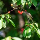 Un appétit de moineau ...