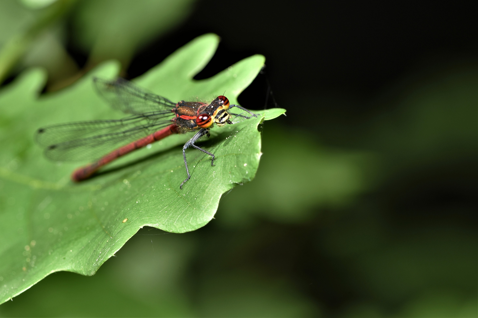 Un appétit de mouche