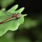 Un appétit de mouche