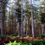 un après midi au bois de st André