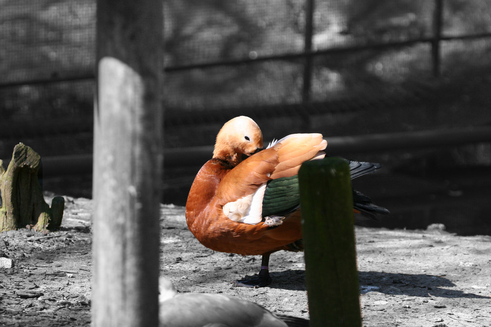 Un après midi au Zoo