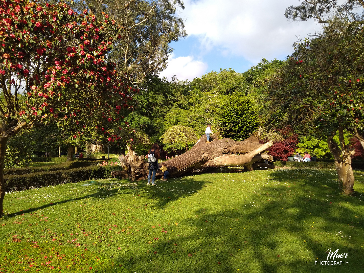 Un árbol caído.