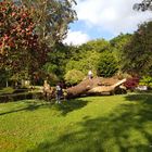 Un árbol caído.