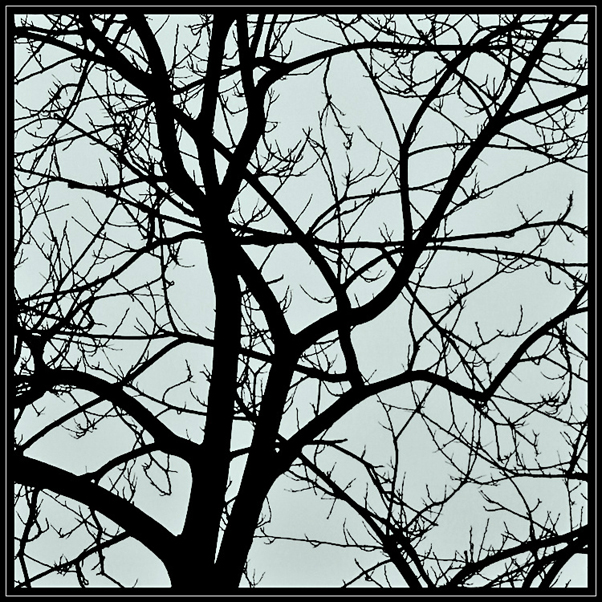 Un árbol en invierno